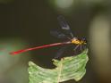 Heteragrion erythrogastrum (Red and Black Flatwing)-2.jpg
